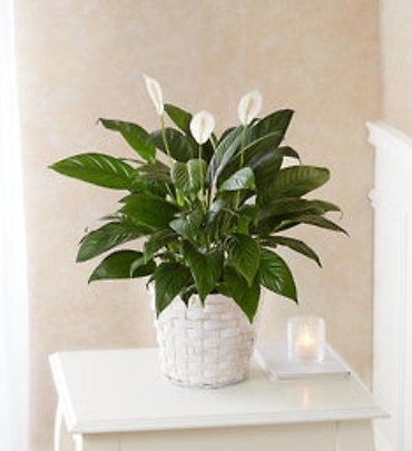 Spathiphyllum Plant