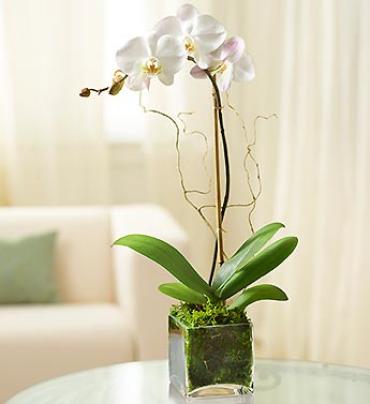 White Phalaenopsis Orchid for Sympathy