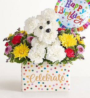 Celebrate Party Pooch