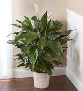 Spathiphyllum Plant