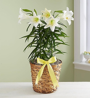 Easter Sentiments Lily Plant